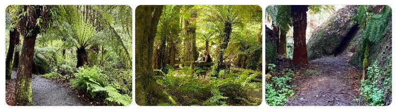 Top Things to Do in West Gippsland for Nature Lovers Wander Through the Glen Nayook Rainforest