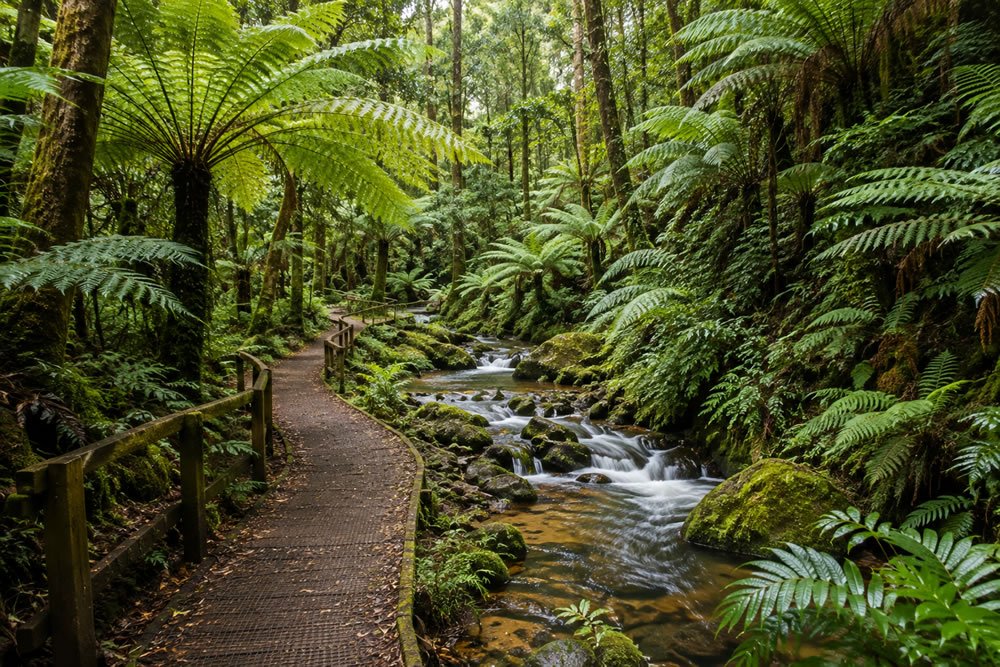 Exploring Glen Nayook Rainforest Walk – A Hidden Gem in Victoria