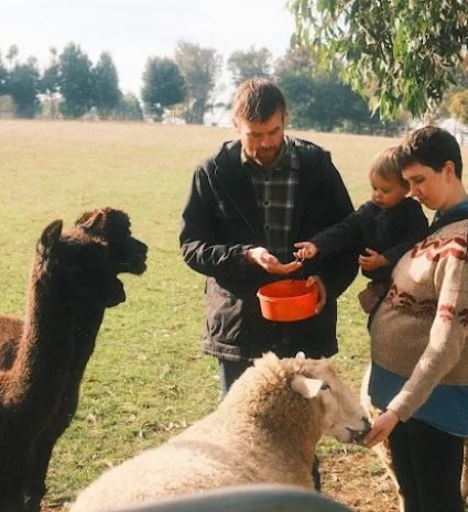 Guests-feeding-alpacas