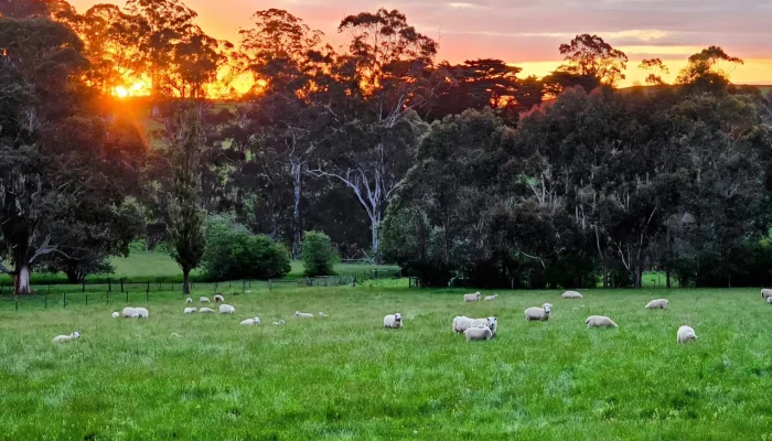 Spring evening sunset