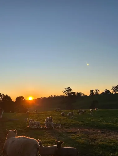 Screenshot_20260206_075057_Instagram