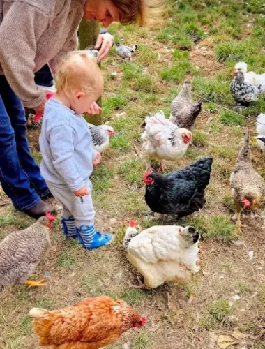 feed chickens