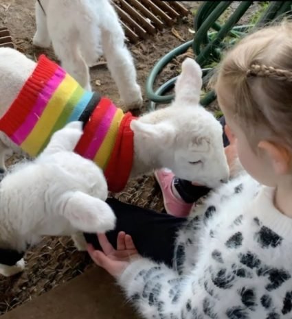 feed-lambs